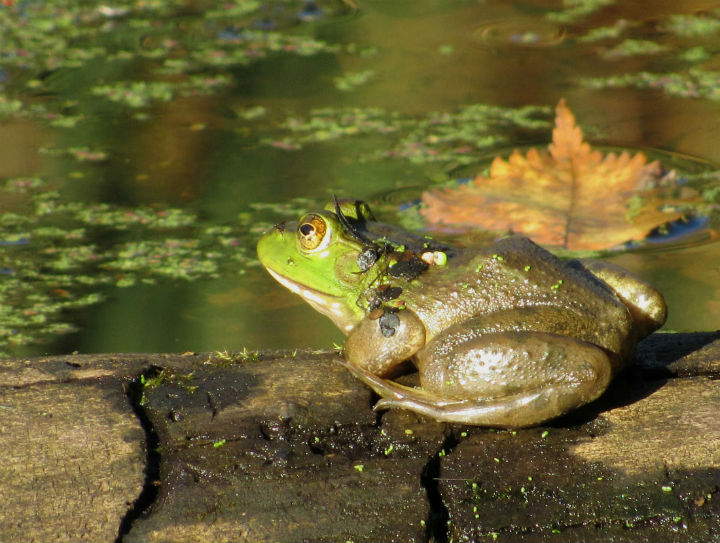 American Bullfrog